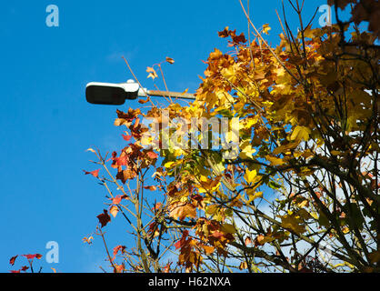 Lincoln, Royaume-Uni. 23 octobre 2016. Météo britannique. Lincoln montre c'est couleurs de l'automne. Feuilles d'or jaune et d'un camouflage de l'érable de Norvège une lampe de rue. Credit : d-mark/Alamy Live News Banque D'Images