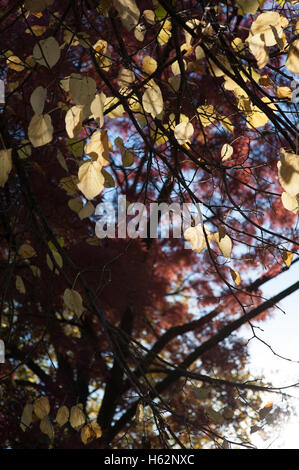 Lincoln, Royaume-Uni. 23 octobre 2016. Météo britannique. Lincoln montre c'est couleurs de l'automne. Feuilles de combava jaune pâle contraste avec un crédit de cendres Raywood : d-mark/Alamy Live News Banque D'Images