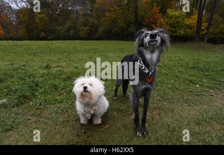 Munich, Allemagne. 23 Oct, 2016. Les chiens Snoopy (Coton de Tuléar) et Milli (Silken) Windsprite debout dans le Jardin Anglais de Munich, Allemagne, 23 octobre 2016. PHOTO : FELIX HOERHAGER/dpa/Alamy Live News Banque D'Images