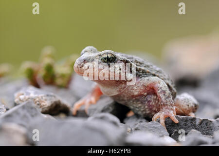 Sage-femme Geburtshelferkroete / Crapaud commun (Alytes obstetricans), close-up, frontale Vue latérale, accroupi sur le gravier, vue de côté. Banque D'Images