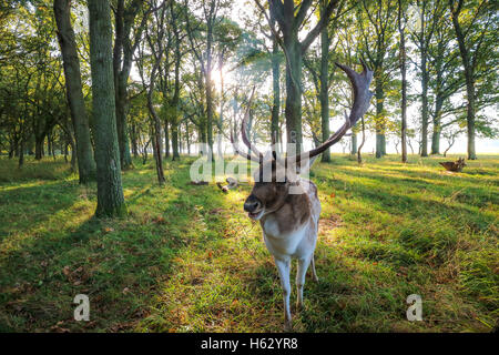 Buck avec bois de cerf de Virginie dans le parc. Banque D'Images