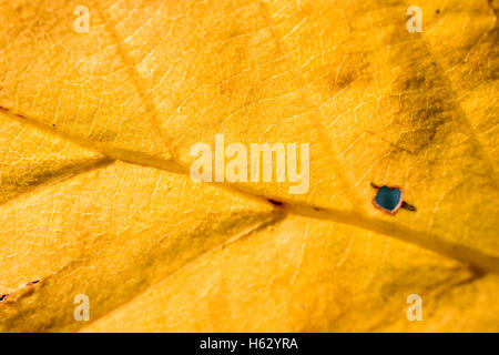 L'automne de la feuille jaune de l'image micro, Screensaver Banque D'Images