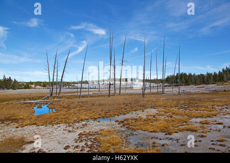 Norris geyser basin dans le parc national de Yellowstone, États-Unis Banque D'Images