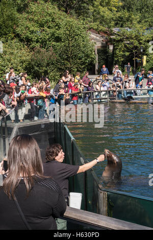 Joint d'alimentation formateur, zoo de Central Park, NYC, USA Banque D'Images