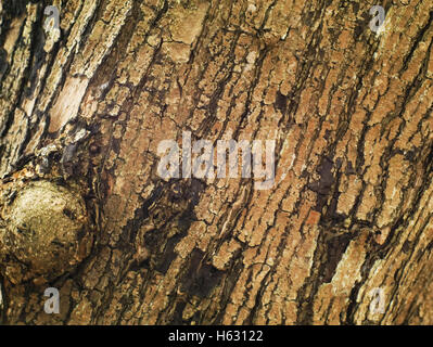 Closeup shot of old tree bark texture background Banque D'Images