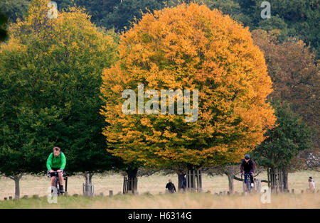 Les cyclistes passent un arbre affichant des couleurs automnales, Richmond Park, Londres, le 23 octobre, octobre 2016. Photographie d'auteur John Voos Banque D'Images