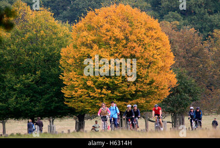 Les cyclistes passent un arbre affichant des couleurs automnales, Richmond Park, Londres, le 23 octobre, octobre 2016. Photographie d'auteur John Voos Banque D'Images