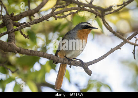 Cape Robin Chat (Cossypha caffra) en Afrique du Sud Banque D'Images