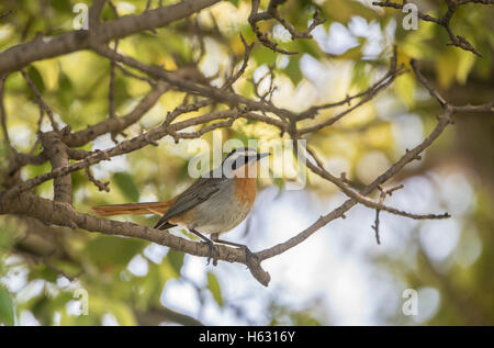 Cape Robin Chat (Cossypha caffra) en Afrique du Sud Banque D'Images