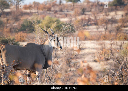 Elands commun sauvage (Taurotragus oryx) Debout, en badigeonner en Afrique Banque D'Images