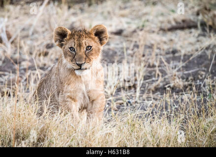 Wild lion (Panthera leo) Oursons jouant dans l'herbe de l'Afrique du Sud Banque D'Images