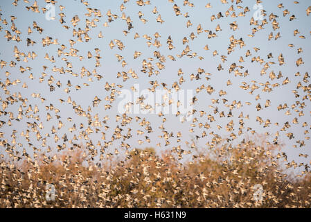 Red-billed Quelea troupeau en vol au-dessus d'un trou d'eau dans les plaines de l'Afrique Banque D'Images