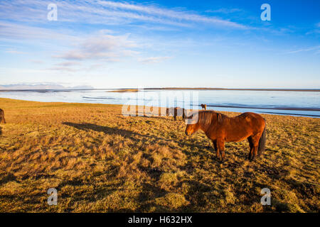 Chevaux Islandais Banque D'Images