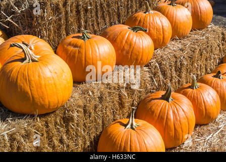 Pumpkins prête pour la vente Banque D'Images