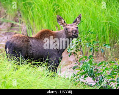 Orignal mignon, deux mois debout dans l'herbe haute près de ruisseau. Banque D'Images