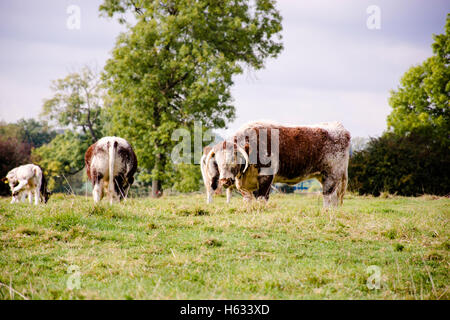 Un pâturage vache longhorn Anglais Banque D'Images