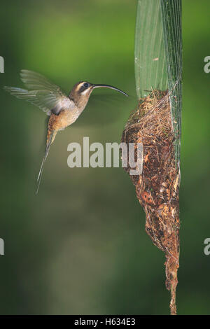 Long-billed Hummingbird Ermite (Phaethornis superciliosus) arrivant à nid. Lowland rainforest, La Selva, Costa Rica Banque D'Images