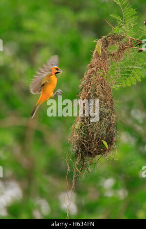 Streak (adossés à des pustulatus) volant à la pendaison d'un nid. La forêt sèche tropicale, Parc National Palo Verde, Costa Rica Banque D'Images