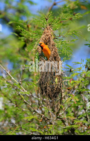 Streak (adossés à des pustulatus) dans la région de hanging nichent dans des arbres acacia ant. Parc National Palo Verde, Costa Rica Banque D'Images