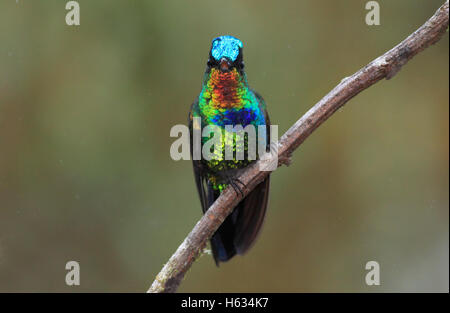 Le colibri à Fiery (Panterpe insignis) mâle. Cerro de la Muerte, Costa Rica. Banque D'Images