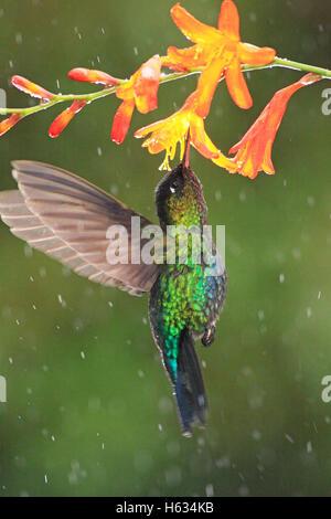 Le colibri à Fiery (Panterpe insignis) mâle alimentant à fleur dans la pluie. Cerro de la Muerte, Costa Rica Banque D'Images