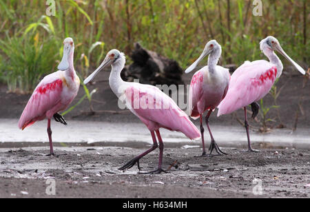 Spatules (Platalea ajaja sterne), Parc National de Tortuguero, Costa Rica. Banque D'Images