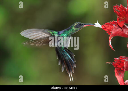 Hummingbird ermite vert (Phaethornis guy) se nourrissant de fleurs de broméliacées. Costa Rica. Banque D'Images