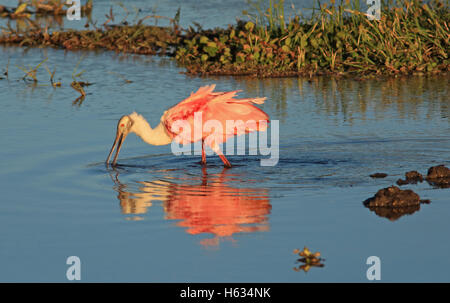 Roseate Spoonbill (Platalea ajaja) alimentation dans des lagoon en parc national Palo Verde, Guanacaste, Costa Rica. Février 2013. Banque D'Images