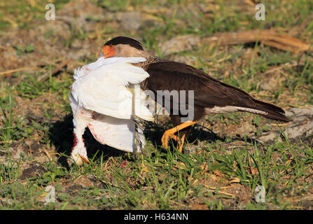 Caracara huppé (Caracara cheriway) transportant des mineurs morts Grande Aigrette (Ardea alba), Parc National Palo Verde, Costa Rica Banque D'Images