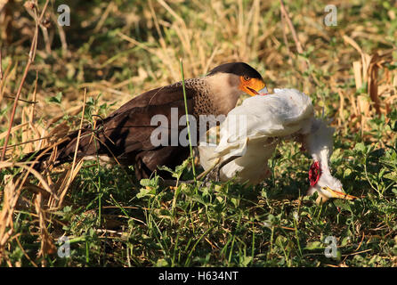 Caracara huppé (Caracara cheriway) transportant des mineurs morts Grande Aigrette (Ardea alba), Parc National Palo Verde, Costa Rica Banque D'Images