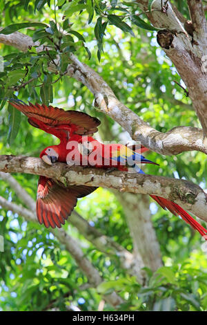 Paire d'aras rouges (Ara macao). Guanacaste, Costa Rica. Novembre 2013. Banque D'Images