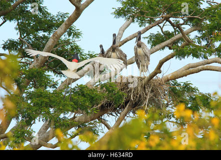 Jabiru mycteria Jabiru (adultes) et les petits au nid. La forêt sèche tropicale, Parc National Palo Verde, Guanacaste, Costa Rica. Banque D'Images