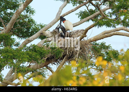 Jabiru mycteria Jabiru (alimentation) chez le nid. La forêt sèche tropicale, Parc National Palo Verde, Guanacaste, Costa Rica. Banque D'Images