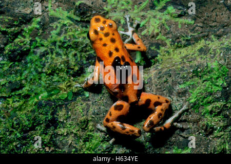 Strawberry poison dart frog (Oophaga pumilio) Déroulement de têtard. La forêt tropicale de plaine. Isla Bastimentos, Panama. Banque D'Images