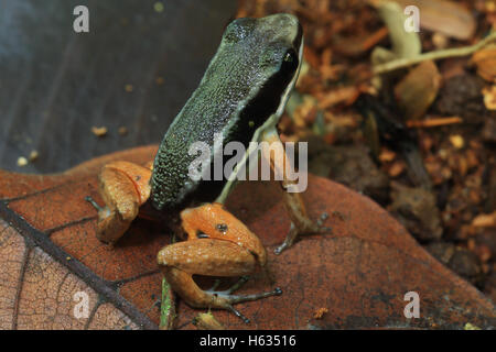 Fusée (Silverstoneia grenouille Rainforest flotator) dans les basses terres près de la forêt tropicale Puerto Viejo, au sud de la côte des Caraïbes, le Costa Rica. Banque D'Images