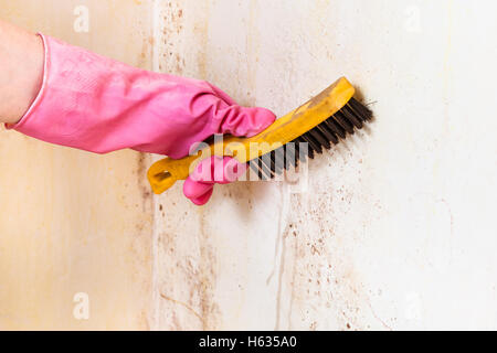 Nettoyage de mur chambre à partir de la moisissure avec brosse métal Banque D'Images