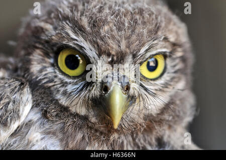 Yeux de Hibou grand-duc Banque D'Images