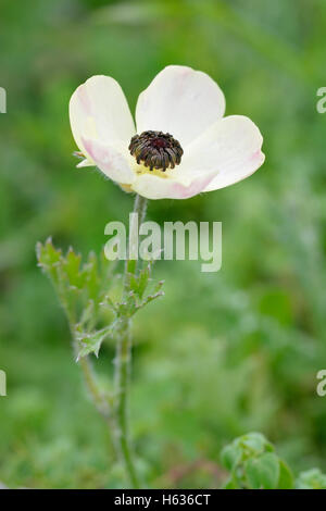 Renoncule - Ranunculus asiaticus Turban forme Crème fleur Banque D'Images