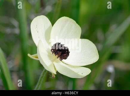 Renoncule - Ranunculus asiaticus Turban forme Crème fleur Banque D'Images