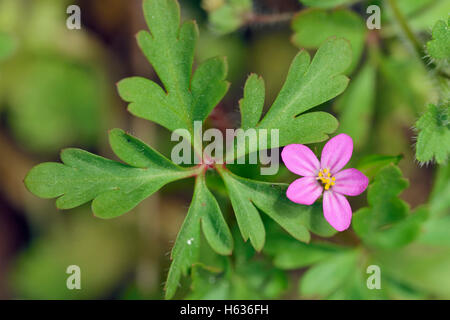 Peu de Robin - Geranium purpureum Petite Fleur Rose Banque D'Images