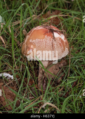 L'Amanita rubescens croissant sous les chênes et les bouleaux sur mesure heath dans Norolk. Chair rose rougit lorsqu'il est endommagé. Spore blanche prin Banque D'Images