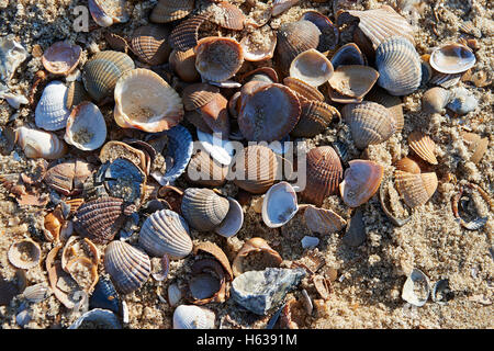 Assortiment de coquillages sur la plage de la mer du Nord Banque D'Images