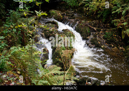 Cascade de la rivière Cabra à Dun un Ri Forest Park, Co.Cavan Banque D'Images