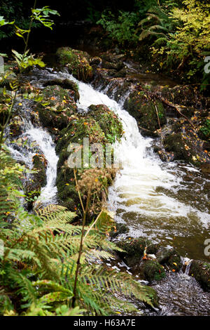 Cascade de la rivière Cabra dans la Dun un Ri Forest Park, dans le comté de Cavan Banque D'Images