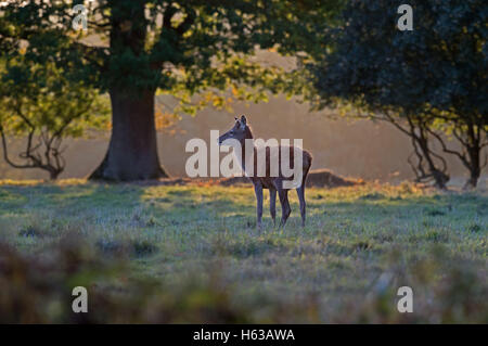 Femme Red Deer (Cervus elaphus)-hind au coucher du soleil. Uk Banque D'Images