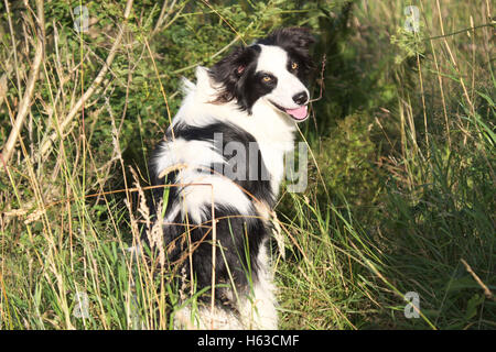 Jeune Border Collie, marchant dans l'herbe haute Banque D'Images