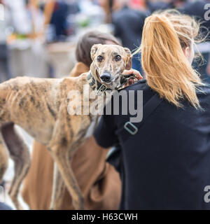 Chien de lévier italien avec sa femme propriétaire. Banque D'Images