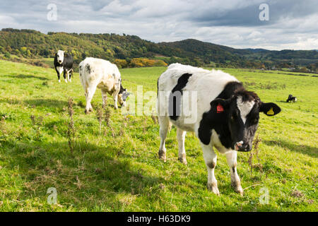 Les vaches dans le Peak District National Park, une zone couvrant l'extrémité sud de la Pennines, principalement dans le Derbyshire. Banque D'Images