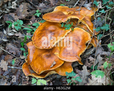 Omphalotus olearius. Orange toxiques champignons. Bioluminescents. Banque D'Images