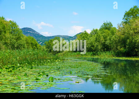 Rijeka Crnojevica, la rivière dans la zone nord de Le parc national du lac de Skadar. Monténégro Banque D'Images